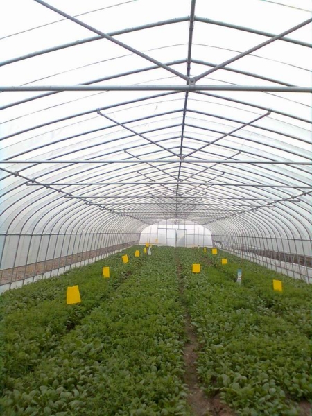 独立式蔬菜大棚