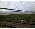 连栋式蔬菜大棚