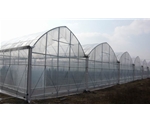 连栋式蔬菜大棚